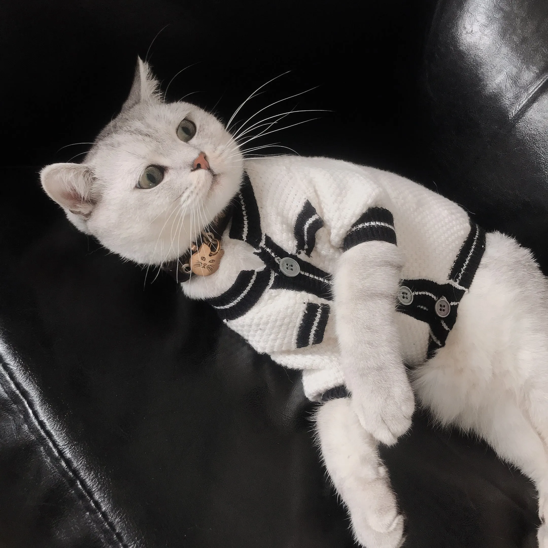 Cat Jacket Sweater