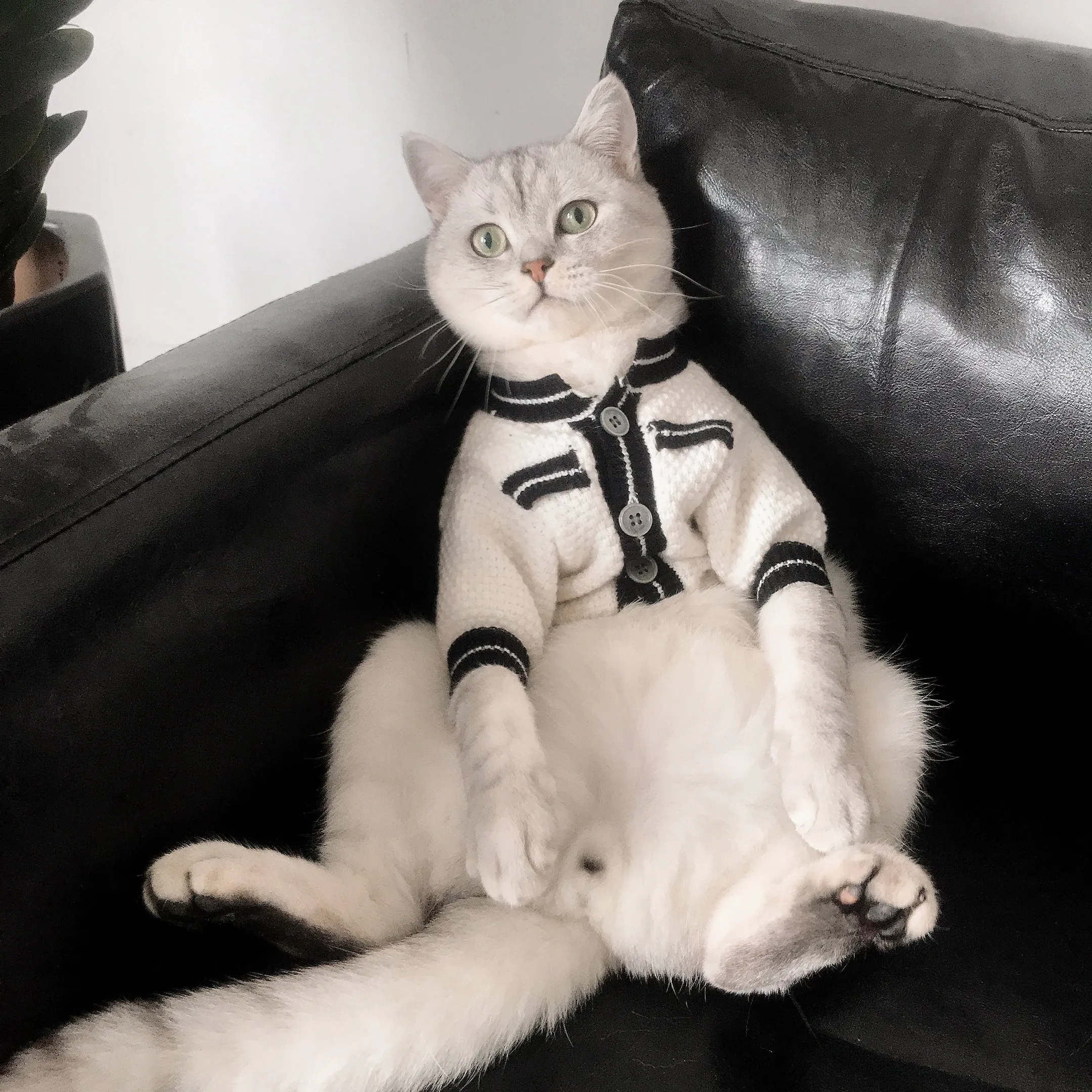 Cat Jacket Sweater