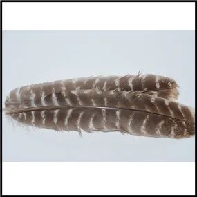 Turkey Wing Quills